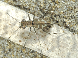 Le Tavole del Forum. Tav. I   Col. Carabidae Cicindelinae